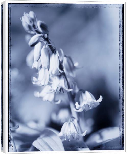 bluebells Canvas Print by Adrian Brockwell