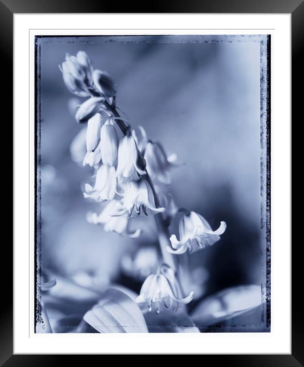 bluebells Framed Mounted Print by Adrian Brockwell