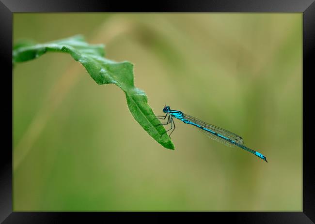blue dragonfly Framed Print by Olena Ivanova