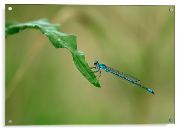 blue dragonfly Acrylic by Olena Ivanova