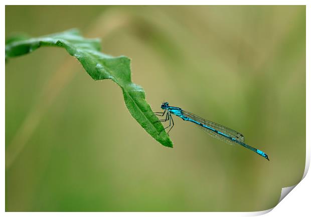 blue dragonfly Print by Olena Ivanova