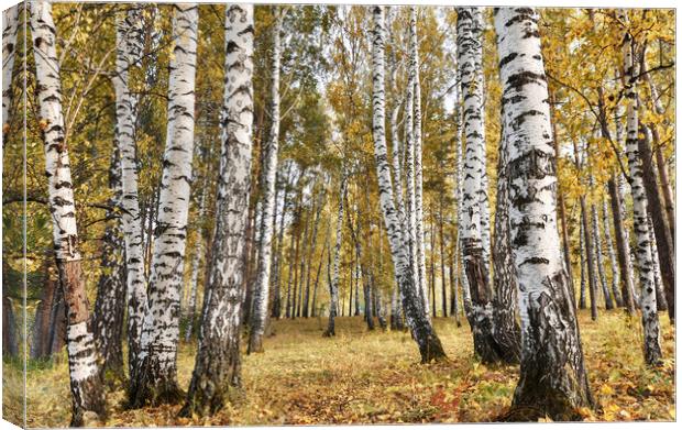 Birch grove in cloudy autumn day Canvas Print by Dobrydnev Sergei