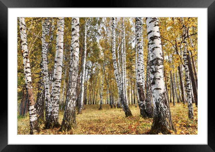 Birch grove in cloudy autumn day Framed Mounted Print by Dobrydnev Sergei