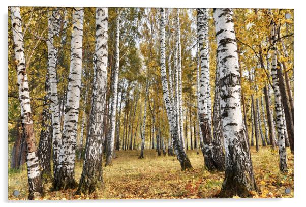 Birch grove in cloudy autumn day Acrylic by Dobrydnev Sergei