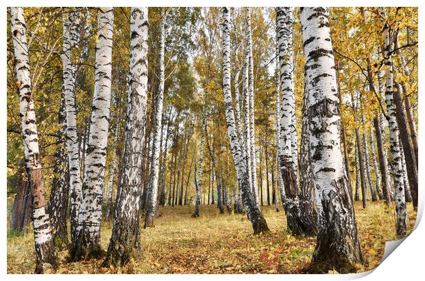 Birch grove in cloudy autumn day Print by Dobrydnev Sergei