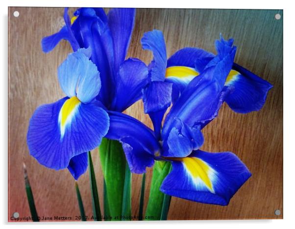Beautiful Iris Acrylic by Jane Metters
