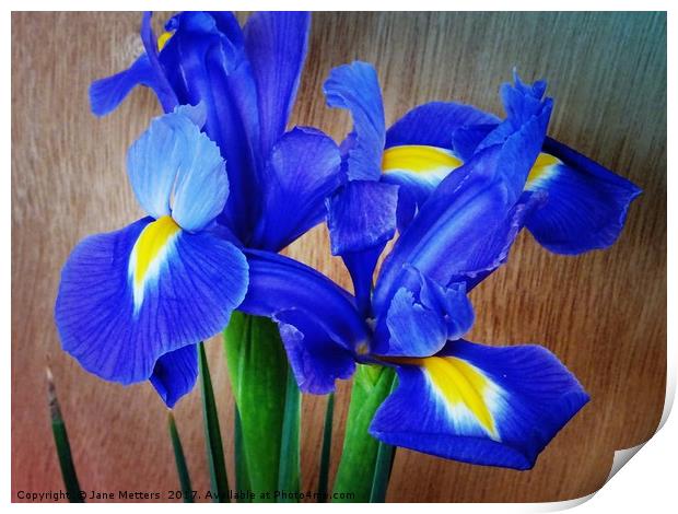 Beautiful Iris Print by Jane Metters
