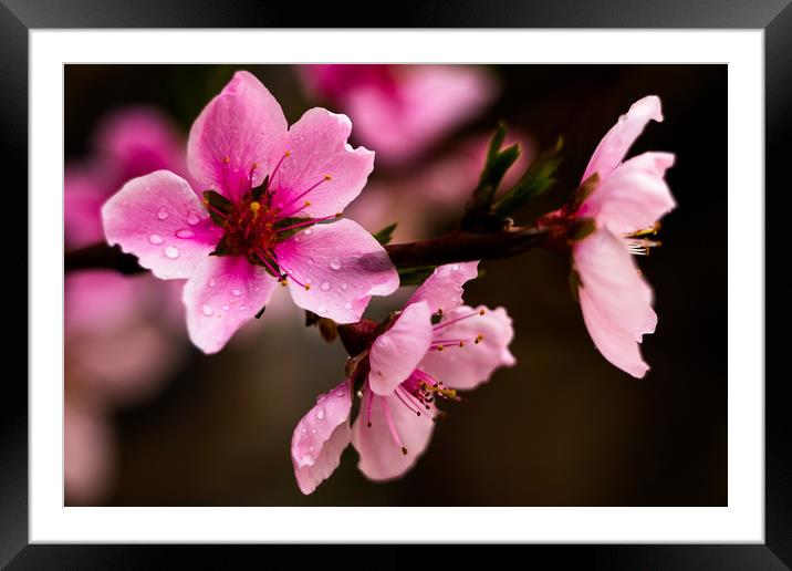 Blossom Peaches flower Framed Mounted Print by Ambir Tolang