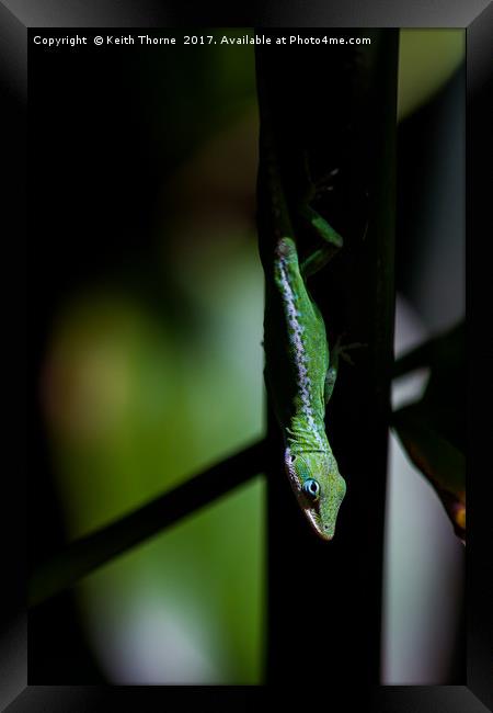 Anole in the shadows Framed Print by Keith Thorne
