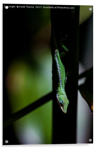 Anole in the shadows Acrylic by Keith Thorne