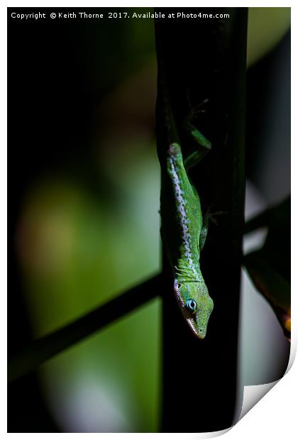 Anole in the shadows Print by Keith Thorne