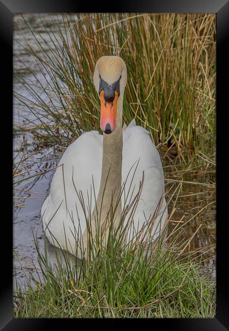Swan Lake Framed Print by Images of Devon