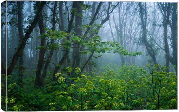 Woods magic Canvas Print by Michael Brookes