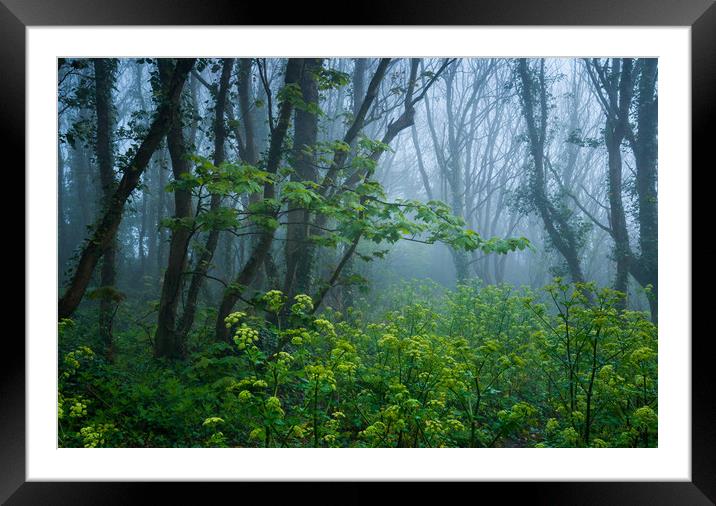 Woods magic Framed Mounted Print by Michael Brookes