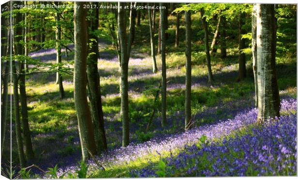Bluebell Wood Canvas Print by Richard Sealy