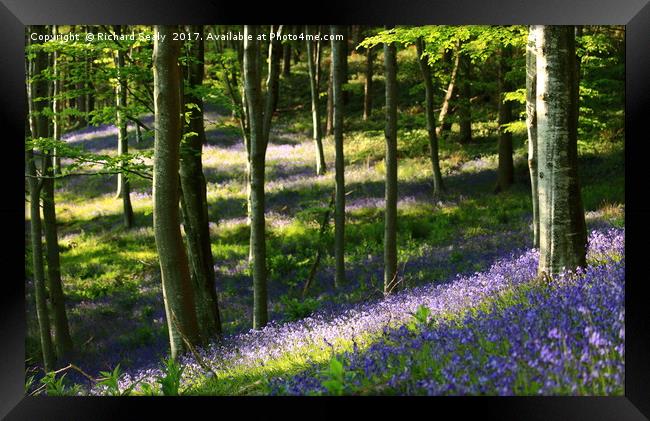 Bluebell Wood Framed Print by Richard Sealy