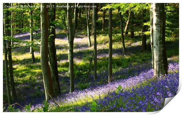 Bluebell Wood Print by Richard Sealy