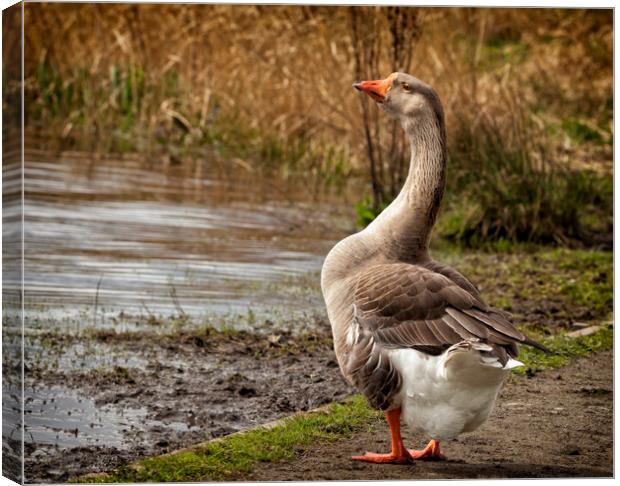 Brown Chinese Goose Canvas Print by Jonathan Thirkell