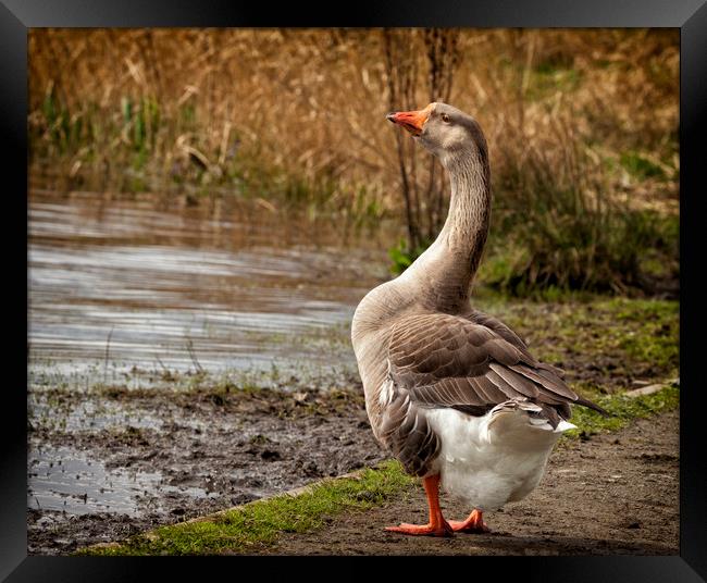 Brown Chinese Goose Framed Print by Jonathan Thirkell