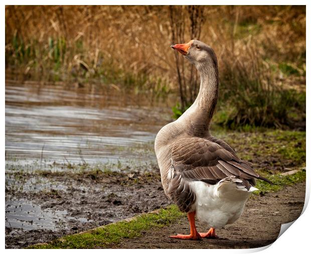 Brown Chinese Goose Print by Jonathan Thirkell