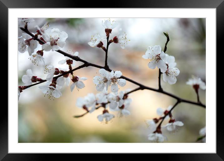 white flowers on spring flowering tree Framed Mounted Print by Olena Ivanova