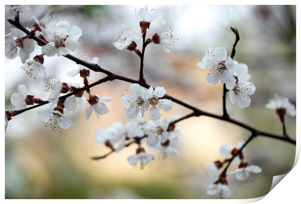 white flowers on spring flowering tree Print by Olena Ivanova
