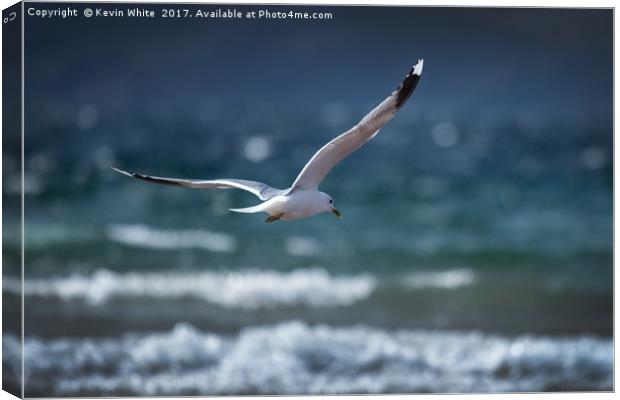Seagull about to dive Canvas Print by Kevin White