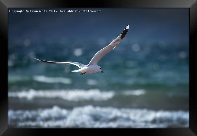 Seagull about to dive Framed Print by Kevin White