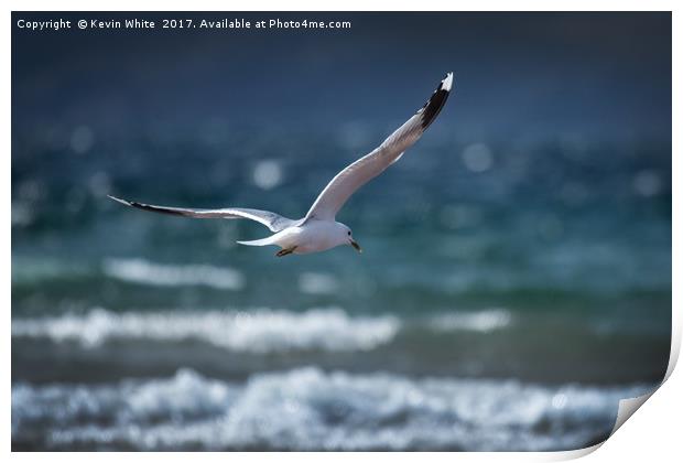Seagull about to dive Print by Kevin White