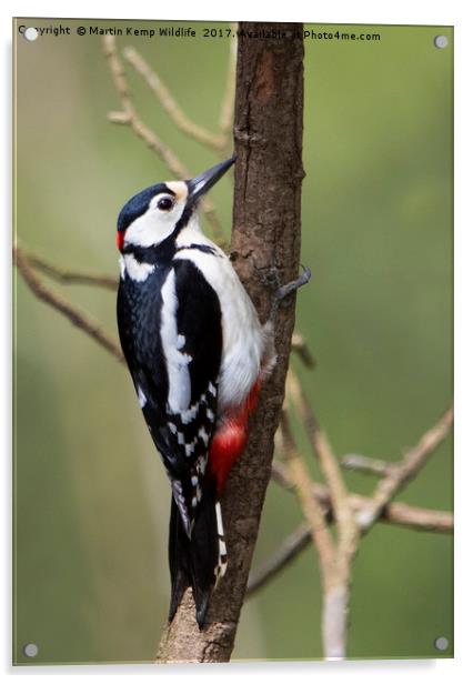 Male Great Spotted Woodpecker Acrylic by Martin Kemp Wildlife