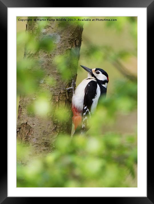 Woodpecker in the Leaves Framed Mounted Print by Martin Kemp Wildlife