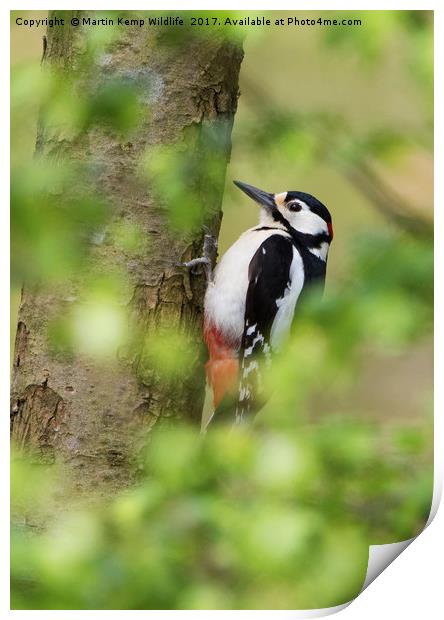 Woodpecker in the Leaves Print by Martin Kemp Wildlife