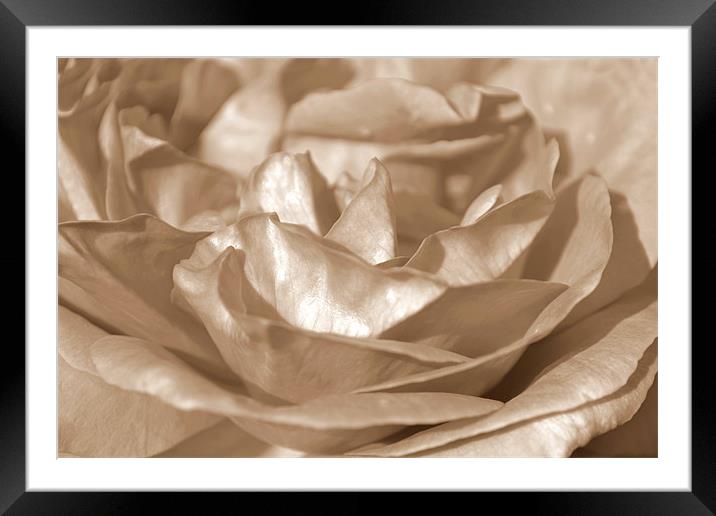 Sepia Rose Framed Mounted Print by Donna Collett
