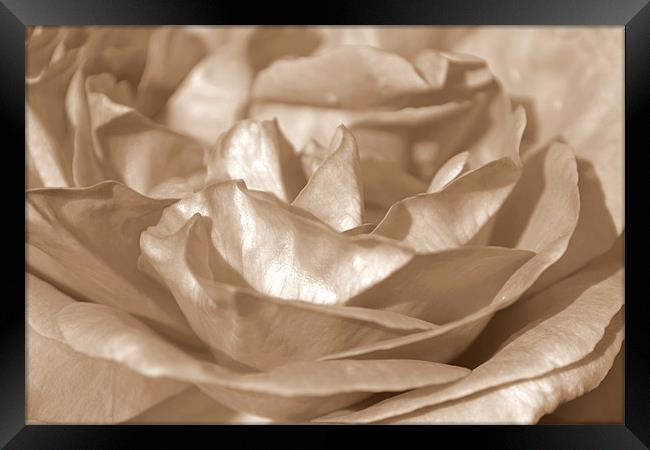 Sepia Rose Framed Print by Donna Collett