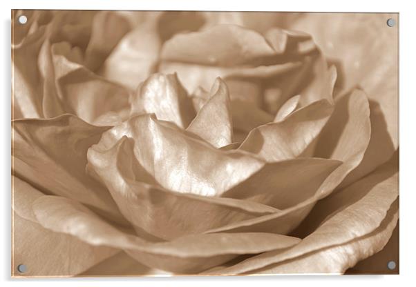 Sepia Rose Acrylic by Donna Collett