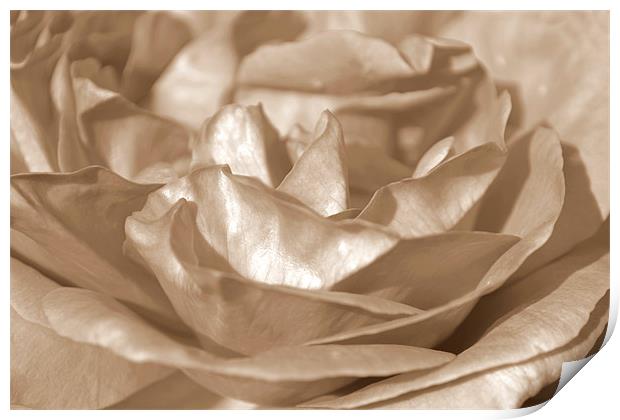 Sepia Rose Print by Donna Collett