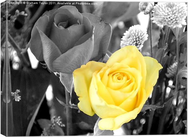 Yellow Rose Canvas Print by Graham Taylor