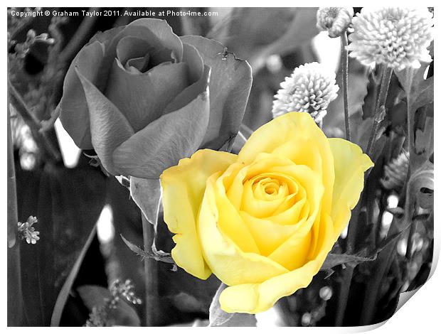 Yellow Rose Print by Graham Taylor