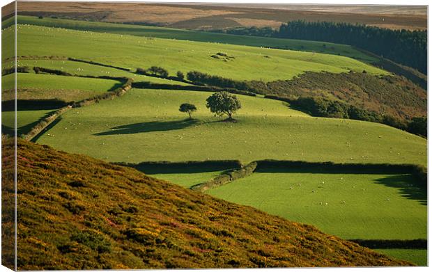 Exmoor Canvas Print by graham young