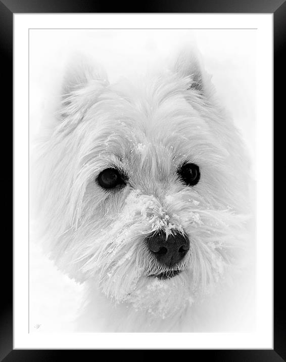 Hamish The Scottish Terrier. Framed Mounted Print by Aj’s Images
