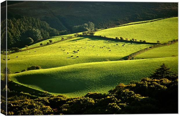 Exmoor Canvas Print by graham young