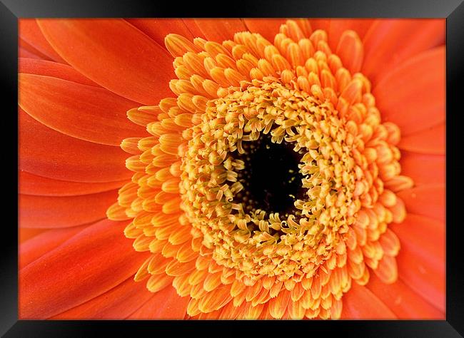 Orange Gerbera Flower Framed Print by Martin Doheny