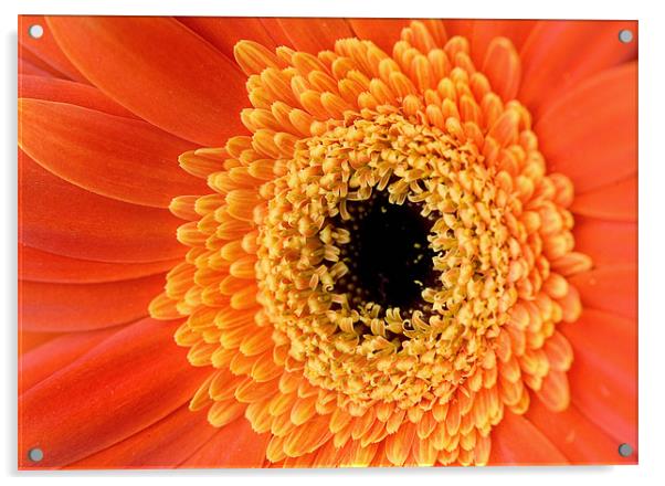 Orange Gerbera Flower Acrylic by Martin Doheny