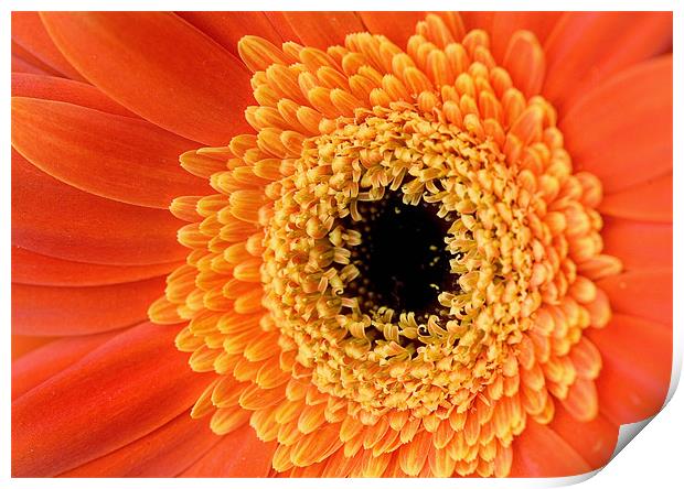Orange Gerbera Flower Print by Martin Doheny
