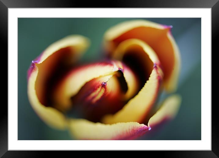 Tulip Flower Framed Mounted Print by Martin Doheny