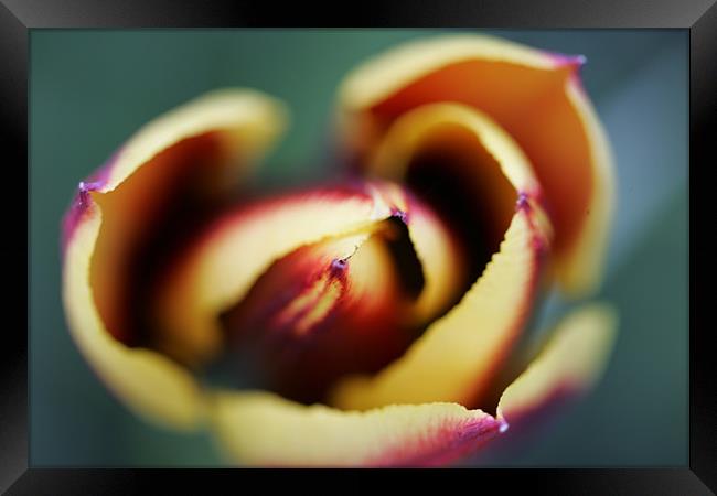 Tulip Flower Framed Print by Martin Doheny