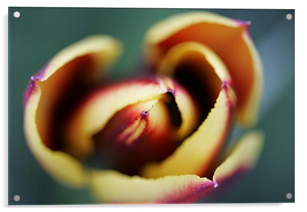 Tulip Flower Acrylic by Martin Doheny