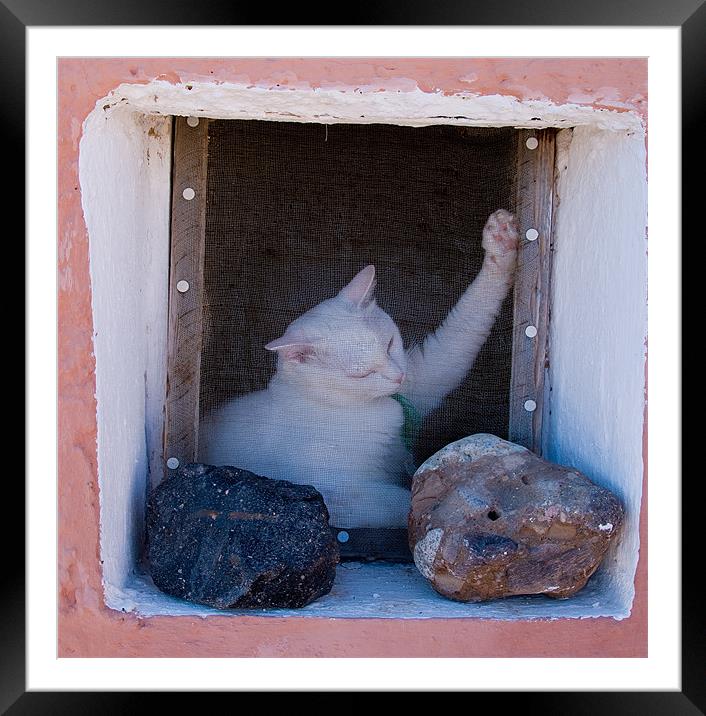 Aegean Cat Framed Mounted Print by Mark Robson