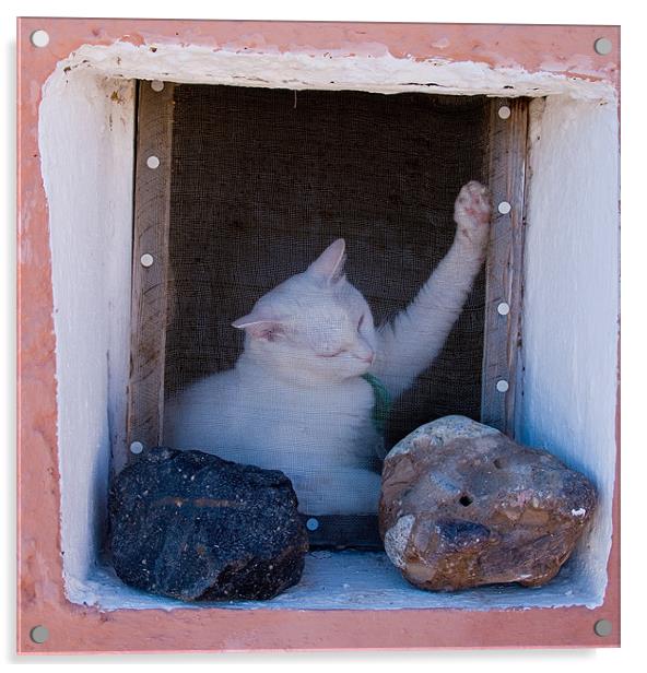 Aegean Cat Acrylic by Mark Robson