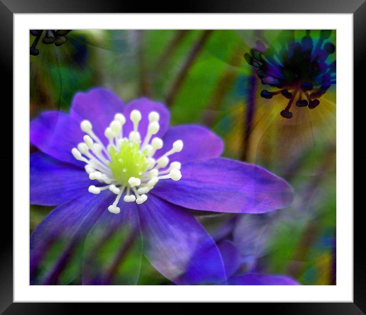 flower dreams Framed Mounted Print by Heather Newton